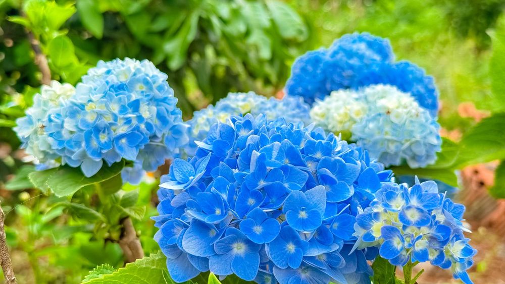 川口市 アジサイ 剪定