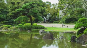 川口市 マキ 剪定
