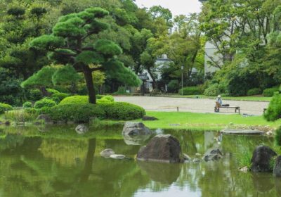 川口市 マキ 剪定