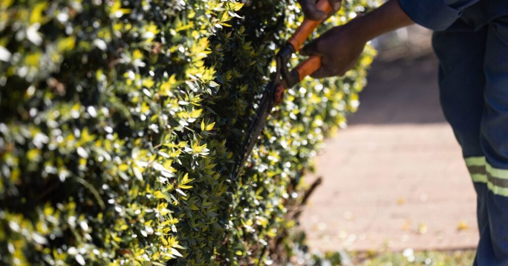 川口市 剪定 種類 違い