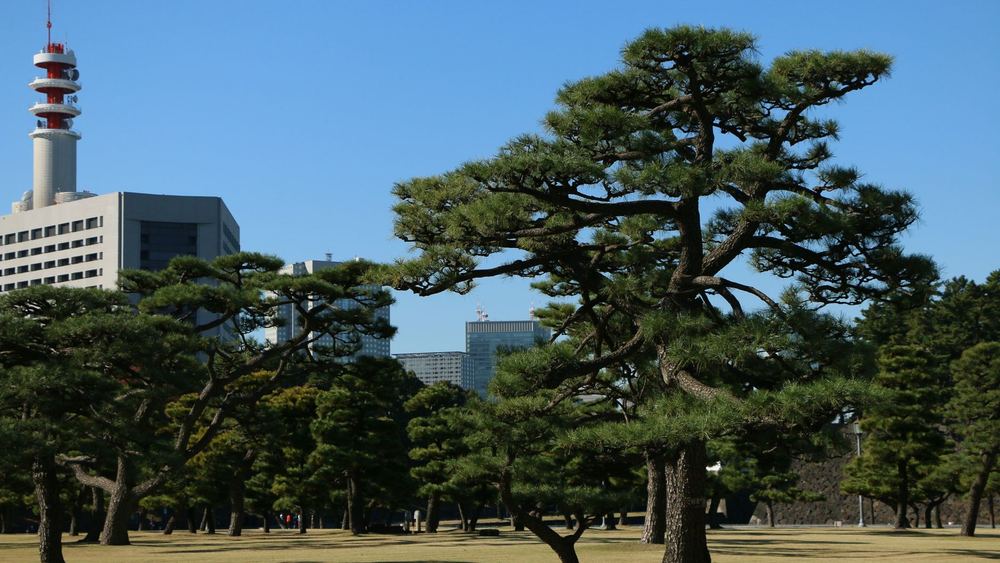 川口市 剪定 種類 違い