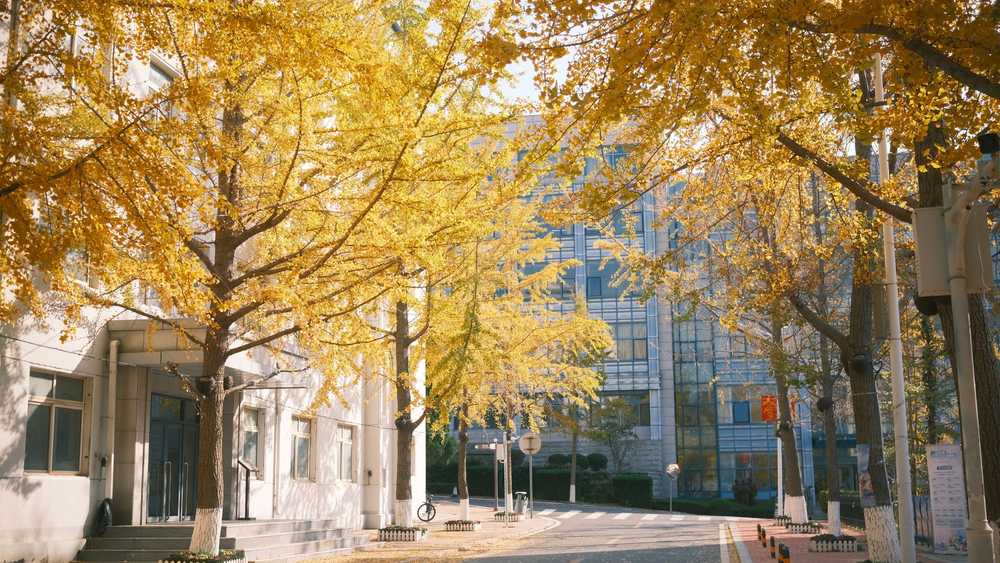 川口市 イチョウ 剪定