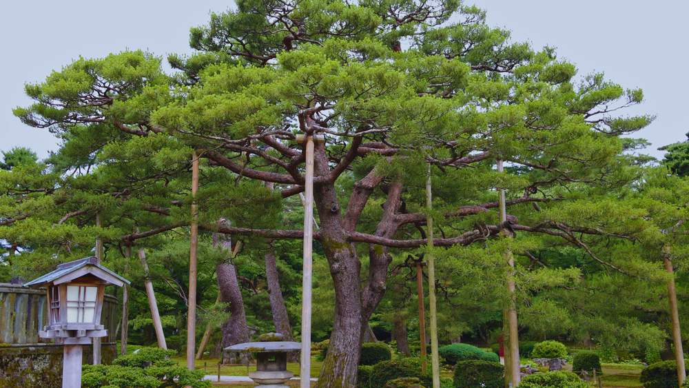 川口市 剪定 種類 違い