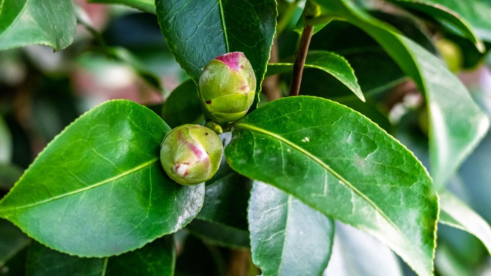 ツバキ 毛虫 かぶれ 症状 洗濯物