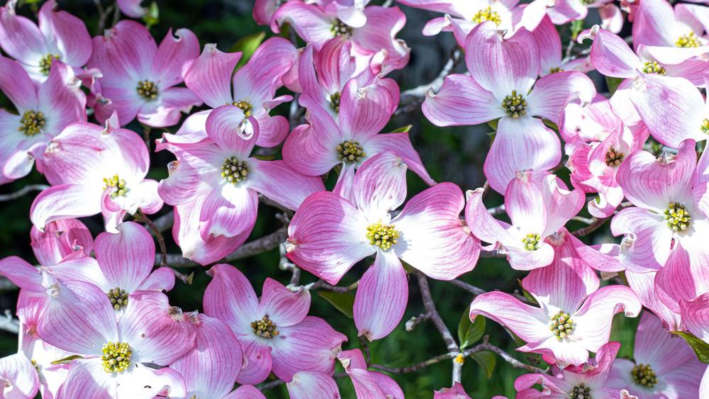 ハナミズキ 花が咲かない 剪定 時期