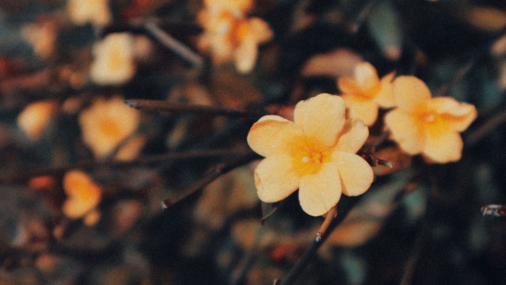 キンモクセイ 花が咲かない