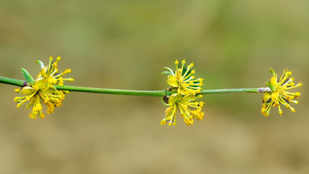 キンモクセイ 花が咲かない