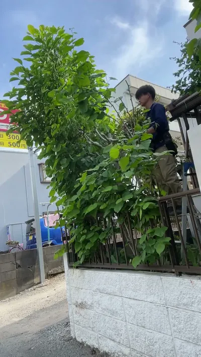 3mの庭木を根元から伐採する作業