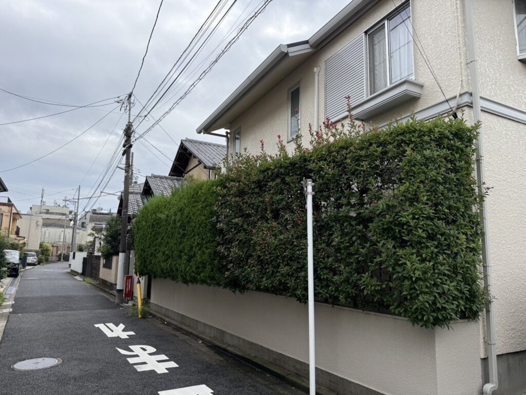練馬区 カブシキイブキ・ベニカナ生垣のの剪定 作業前