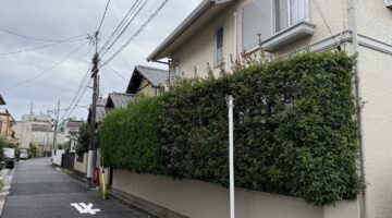 練馬区 カブシキイブキ・ベニカナ生垣のの剪定 作業前