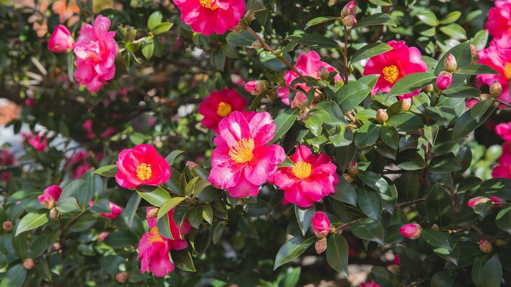 サザンカ 花が咲かない
