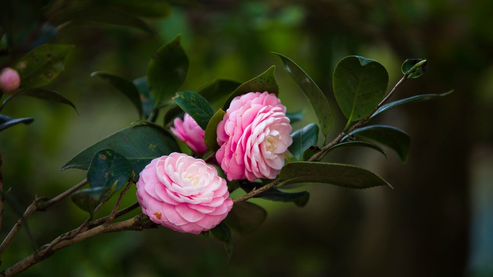 サザンカ 花が咲かない