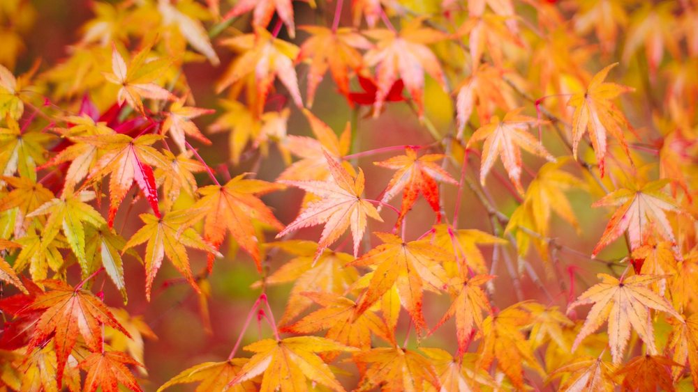 モミジ 紅葉しない 剪定