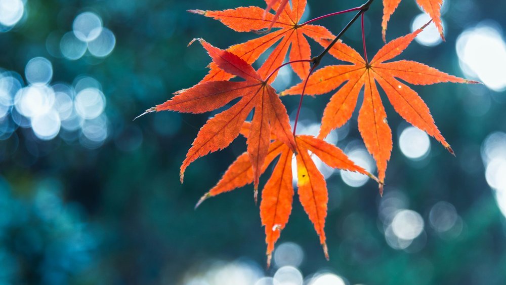 モミジ 紅葉しない 剪定