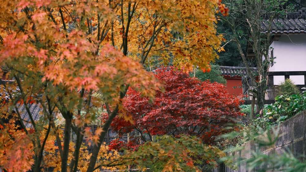 モミジ 紅葉しない 剪定