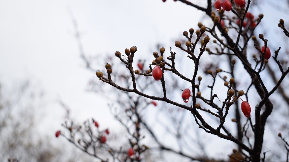 桜 てんぐ巣病 剪定