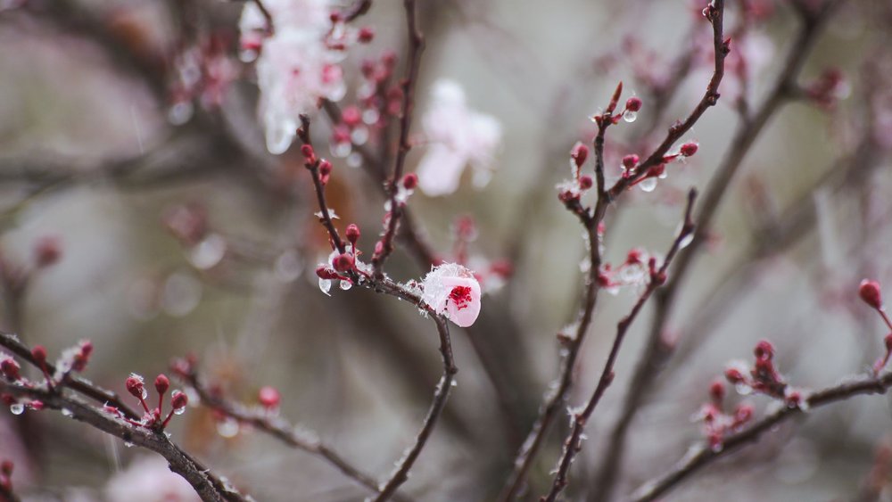 桜 てんぐ巣病 剪定