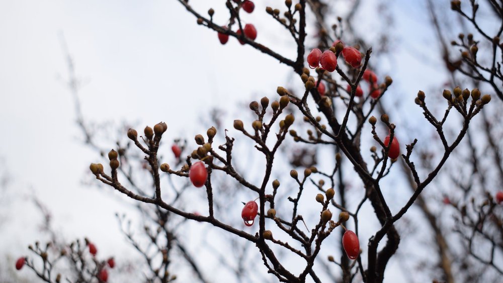 桜 てんぐ巣病 剪定