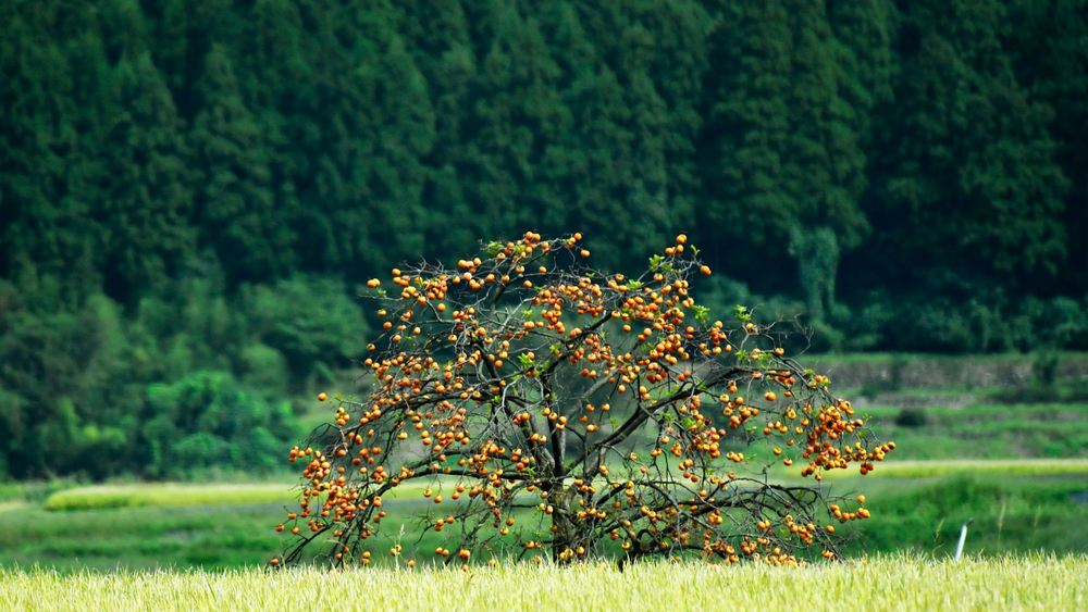 柿の木 実がならない 剪定