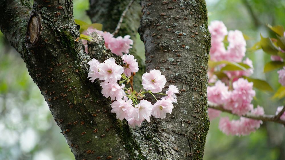 桜 幹 ヤニ