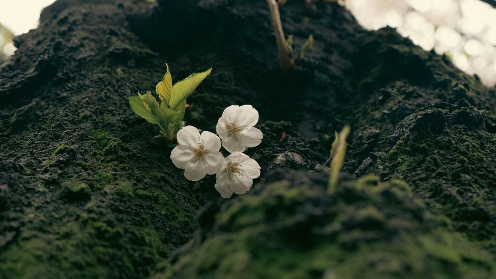 桜 幹 ヤニ